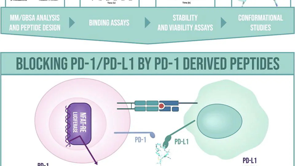 Design, synthesis and biological evaluation of PD-1 derived peptides as inhibitors of PD-1/PD-L1 complex formation for cancer therapy