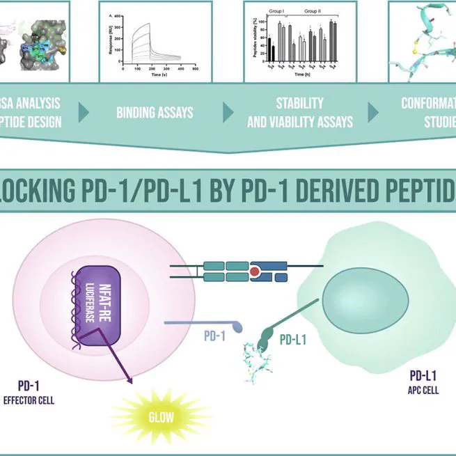 Design, synthesis and biological evaluation of PD-1 derived peptides as inhibitors of PD-1/PD-L1 complex formation for cancer therapy